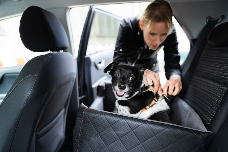 Quel siège auto choisir pour son chien ?