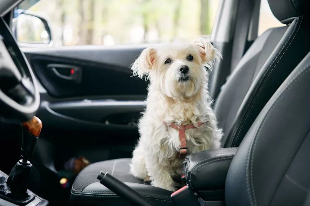 Comment transporter son chien en voiture